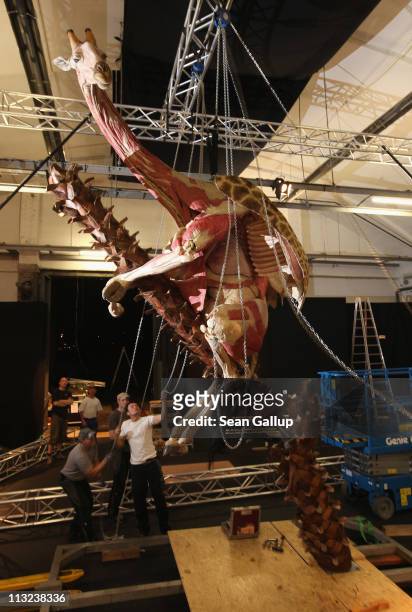 Workers pull on chains leading through a pulley system and supported by a truss in order to position a plastinated giraffe posed to look as if it is...