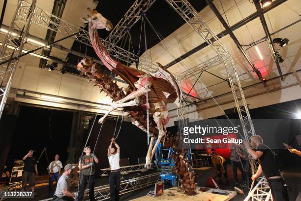 Workers pull on chains leading through a pulley system and supported by a truss in order to position a plastinated giraffe posed to look as if it is...