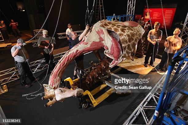Workers pull on chains leading through a pulley system in order to position a plastinated giraffe posed to look as if it is clinging to a tree at the...