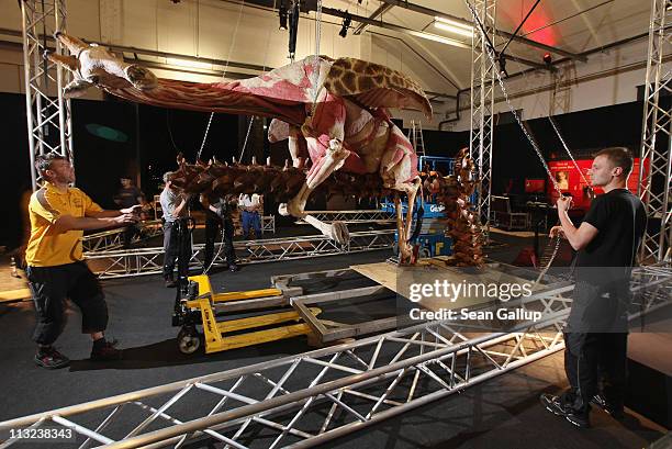 Workers pull on chains leading through a pulley system in order to stand a plastinated giraffe posed to look as if it is clinging to a tree at the...