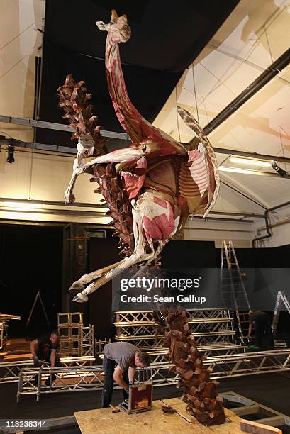 Workers disassemble a truss after using pulleys to position a plastinated giraffe corpse posed to look as if it is clinging to a tree at the Body...