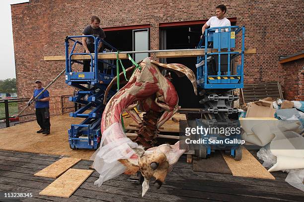 Workers attempt to pull a plastinated giraffe corpse upright at the Body Worlds exhibition on April 27, 2011 in Berlin, Germany. The workers failed,...