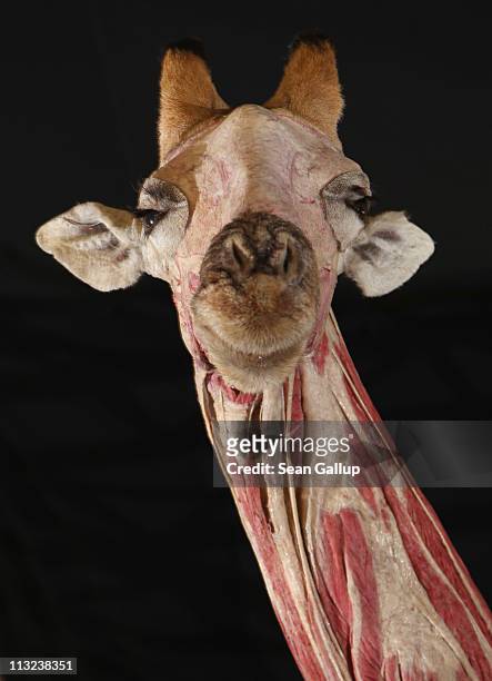 Plastinated giraffe corpse stands at the Body Worlds exhibition on April 27, 2011 in Berlin, Germany. The giraffe and its support weigh 2.6 metric...