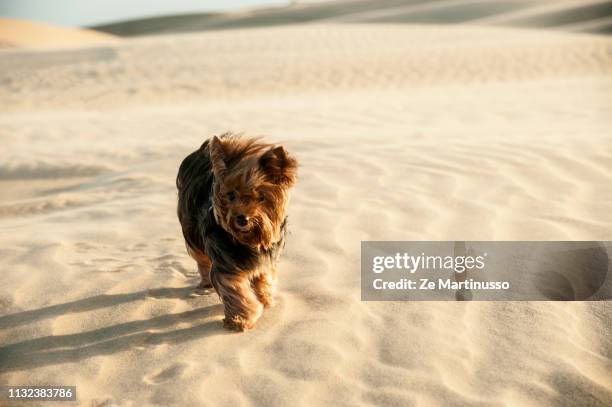 dog - filhote de animal stock pictures, royalty-free photos & images