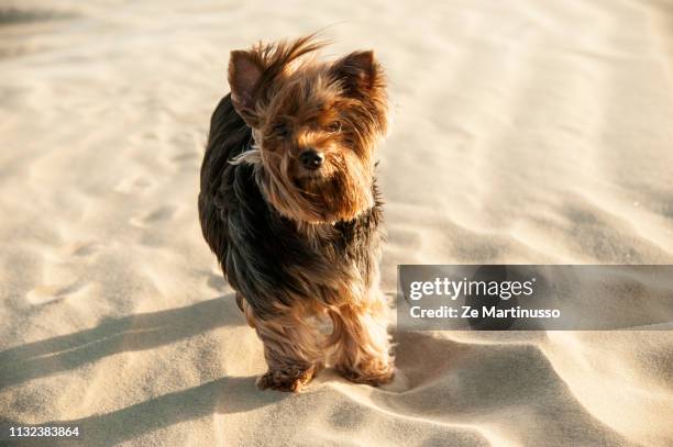 dog - filhote de animal stock pictures, royalty-free photos & images
