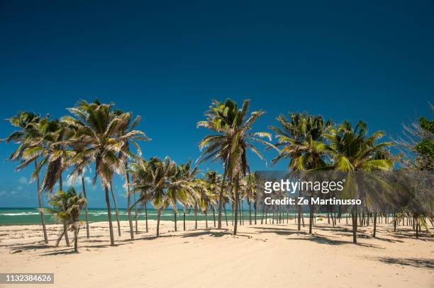 coconut trees - ninguém stock-fotos und bilder
