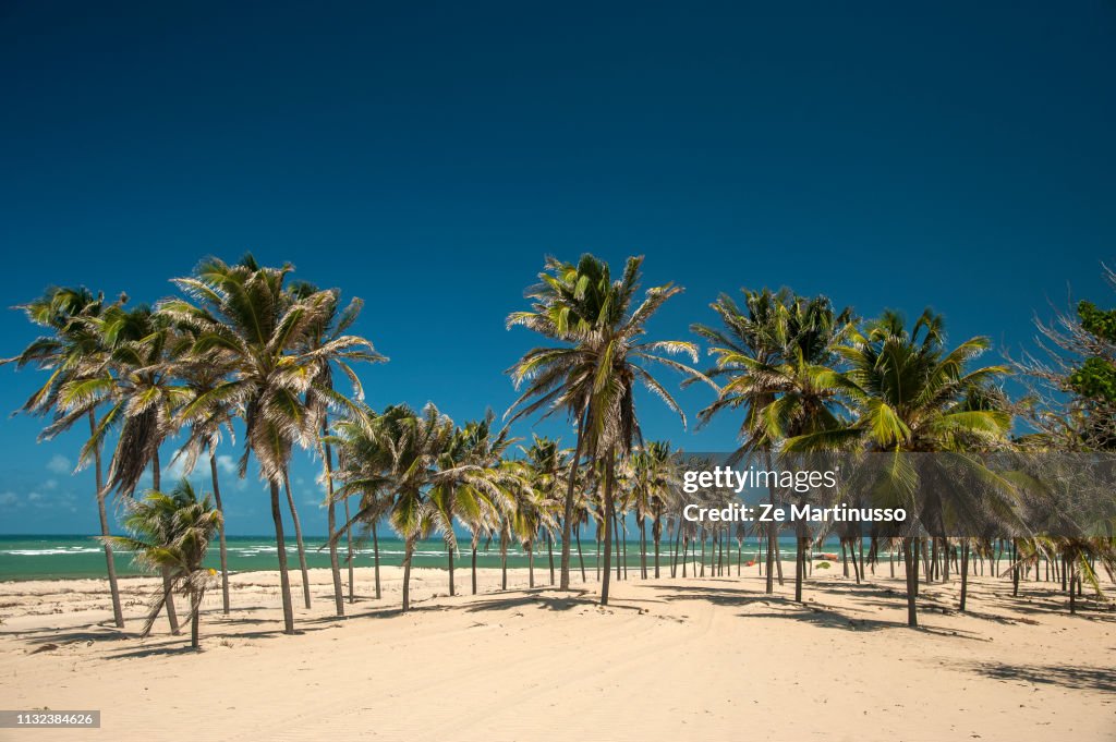 Coconut Trees