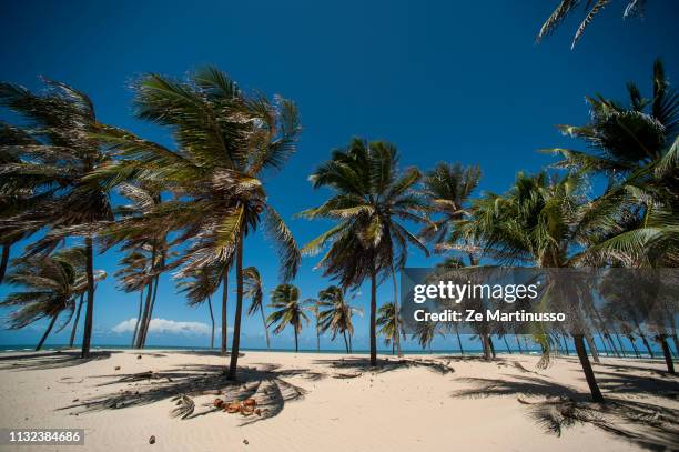 coconut trees - árvore tropical stock-fotos und bilder