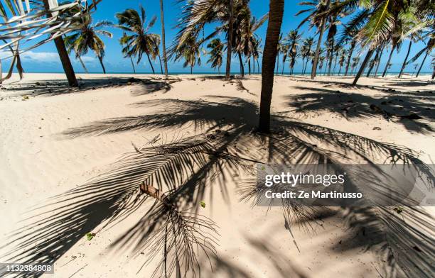 coconut trees - ninguém stock-fotos und bilder