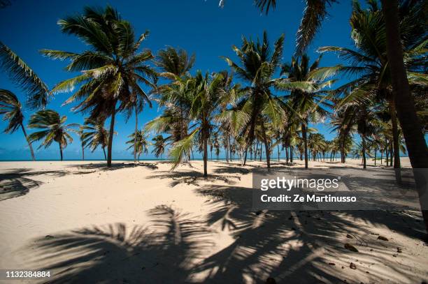 coconut trees - coqueiro fotografías e imágenes de stock