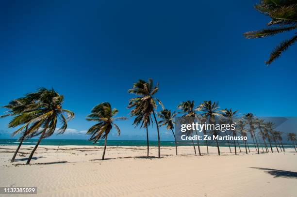 coconut trees - orgânico stockfoto's en -beelden