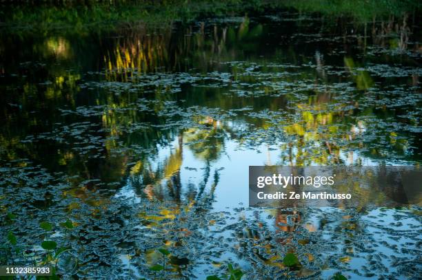 lagoon - árvore tropical stock pictures, royalty-free photos & images