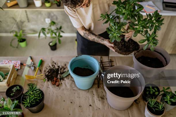 florist man seedling plants - flowerpot stock pictures, royalty-free photos & images