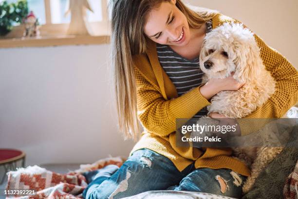 giovane donna che gioca con l'animale domestico a casa - standard poodle foto e immagini stock