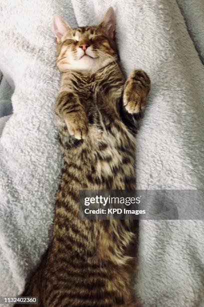cat sleeping on her back - hairy bum 個照片及圖片檔