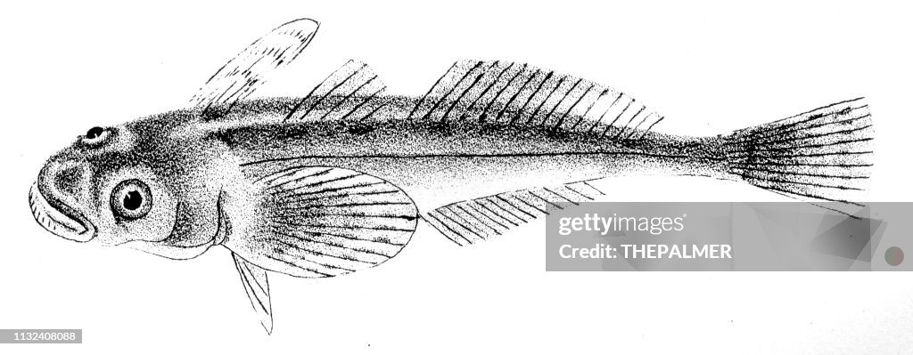 Star-gazer fish engraving 1842