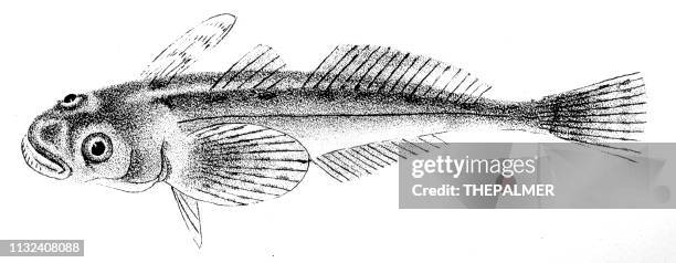 star-gazer fish engraving 1842 - stargazer fish stock illustrations