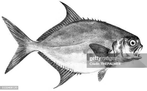 leerfish fish engraving 1842 - leerfish stock illustrations
