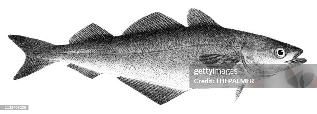 Green Pollack fish engraving 1842