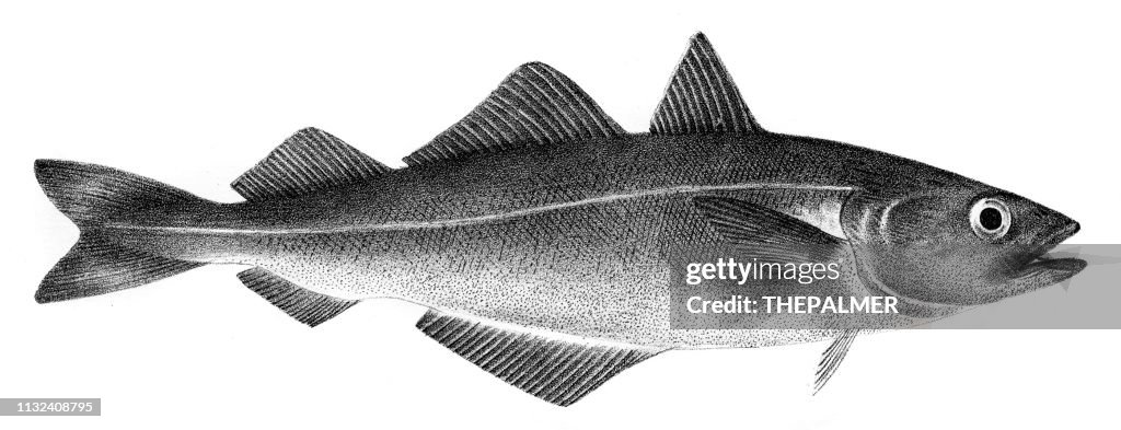 Pollockgg fish engraving 1842