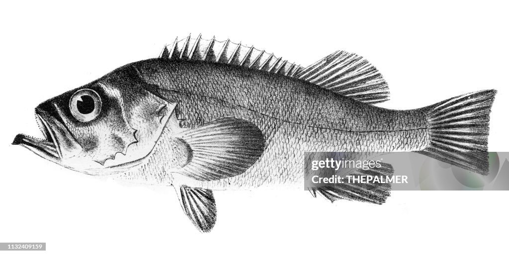 Northern sebastes fish engraving 1842