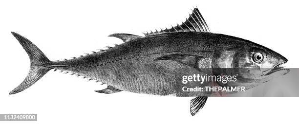 ilustrações de stock, clip art, desenhos animados e ícones de tuna fish engraving 1842 - atum animal