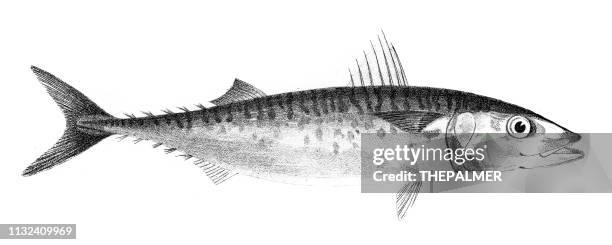 spanish mackerel fish engraving 1842 - mackerel stock illustrations