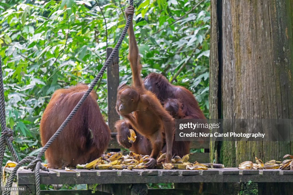 Orangutans at Sepilok Sandakan Sabah