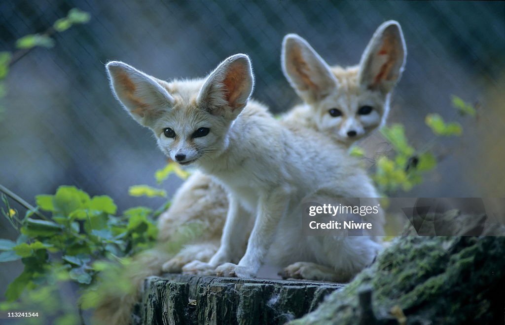 Fennek (Vulpes zerda)