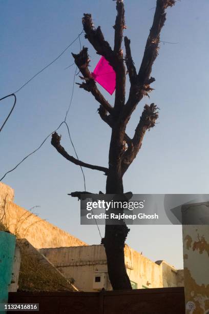 kite festival of rajasthan - kite festival in jaipur stock pictures, royalty-free photos & images