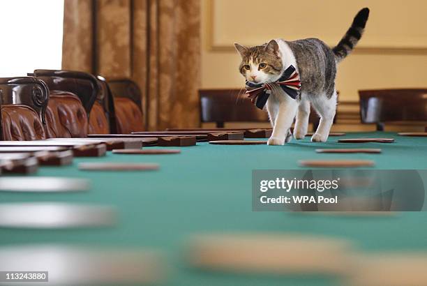 Larry, the Downing Street cat, gets in the Royal Wedding spirit in a Union flag bow-tie in the Cabinet Room at number 10 Downing Street on April 28,...