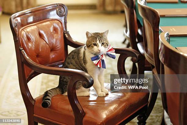 Larry, the Downing Street cat, gets in the Royal Wedding spirit in a Union flag bow-tie in the Cabinet Room at number 10 Downing Street on April 28,...