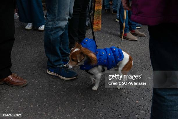 Dog seen in an EU supporting outfit during the protest. Over one million protesters gathered at the People's Rally in London demanding a second vote...