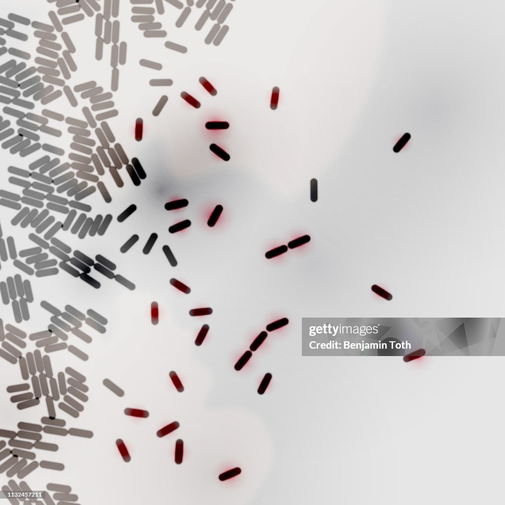 Bacteria under microscope