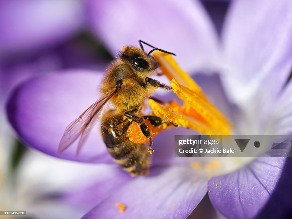 Honey bee on a purple crocus