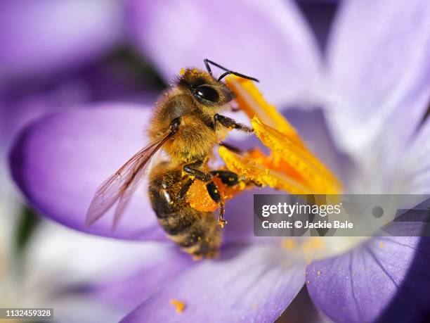 honey bee on a purple crocus - pollination stock pictures, royalty-free photos & images