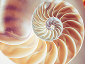 Pearl structure Nautilus symmetry cross section inside pattern Nature background