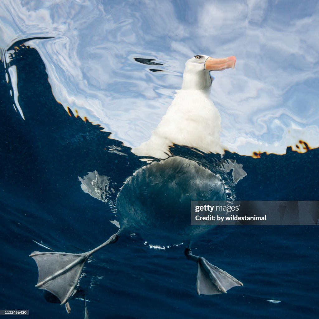 Black Browed Albatross Floating On The Water Pacific Ocean Offshore ...