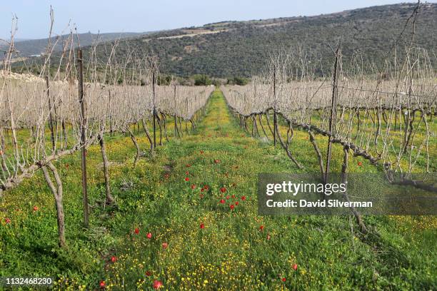 Dormant vines are contrasted by a carpet of colorful wildflowers during pruning at Dalton winery's premier vineyard on February 26, 2019 in Elkosh in...