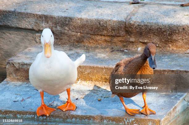 pekin & khaki campbell ducks - webbed foot stock pictures, royalty-free photos & images