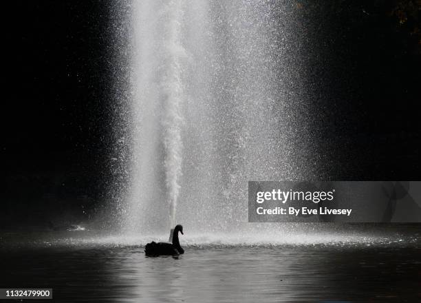 black swan swimming on a lake by a fountain lit-up by the sun - black swans stock pictures, royalty-free photos & images