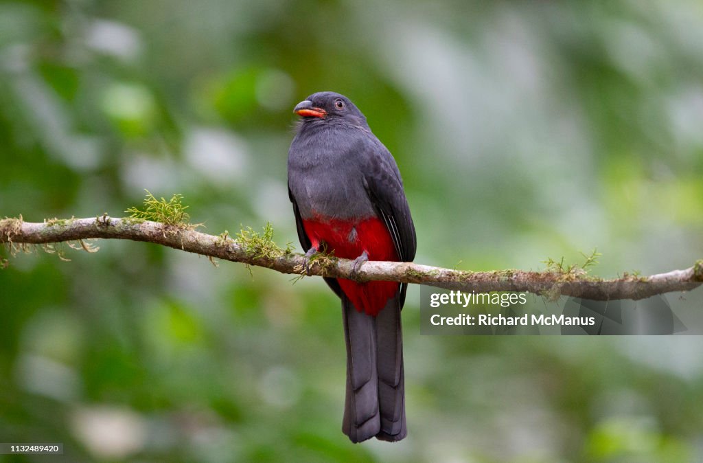 Slaty tailed trogon.