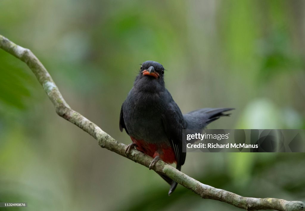 Slaty tailed trogon.