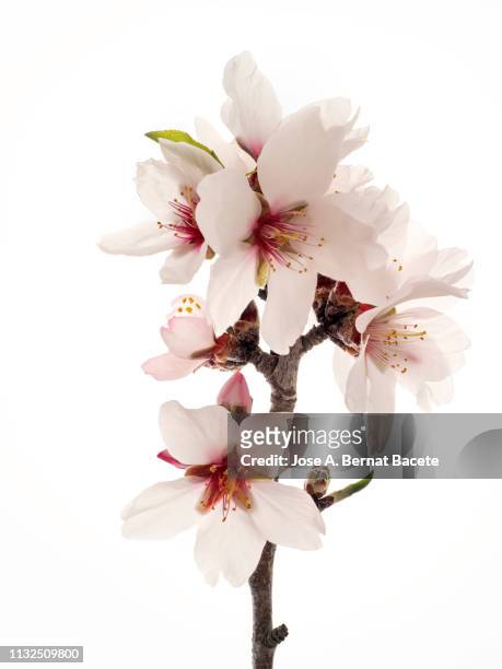 branch of flowers of almond-tree in spring, studio shot on a white background cut-out. - almonds foto e immagini stock