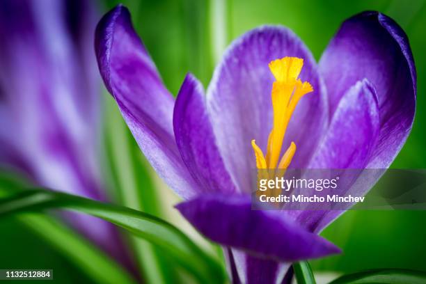 close up purple flowering crocus - pistil stock pictures, royalty-free photos & images
