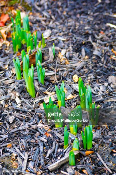 sprouting daffodils in pennsylvania - plant bulb stock pictures, royalty-free photos & images