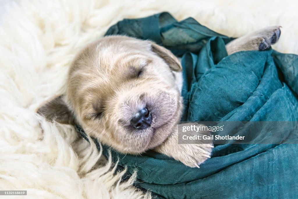 Retriever Puppy Swaddled