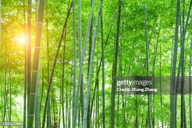 bamboo forest - bamboo forest stock pictures, royalty-free photos & images