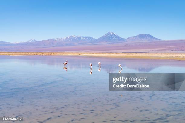 wild flamingos at laguna chaxa park - san pedro de atacama, antofagasta region, chile - atacama desert chile stock pictures, royalty-free photos & images