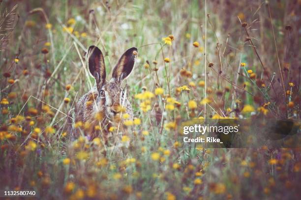 a brown hare sits on the spring meadow - easter bunny stock pictures, royalty-free photos & images